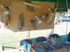 Collins Autumn Fest 08
