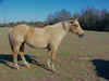 Four-Legged Friends