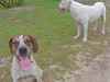 Four-Legged Friends