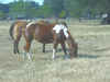 Four-Legged Friends