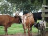 Four-Legged Friends
