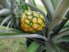 Pineapple Progression