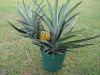 Pineapple Progression