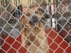 Tattnall County Animal Shelter
